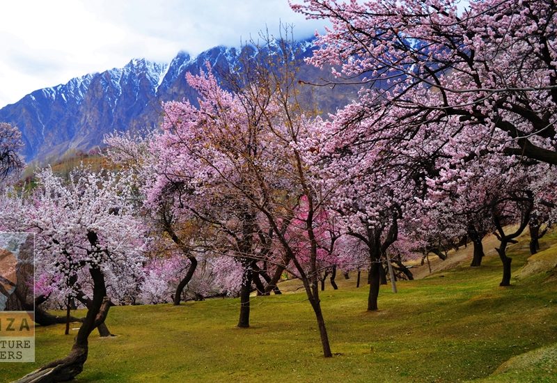 Apricot Blossom in the Altit Kha Basi Hunza